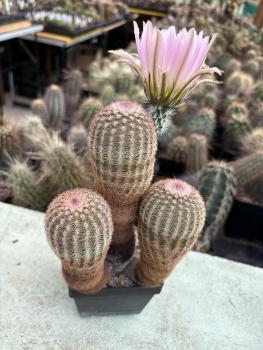 Echinocereus pectinatus